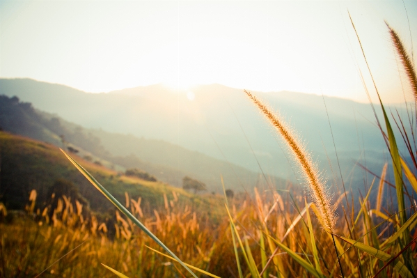 Landscape nature grass horizon Photo