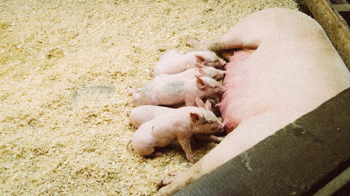 Foto Peternakan satwa mamalia anak babi
