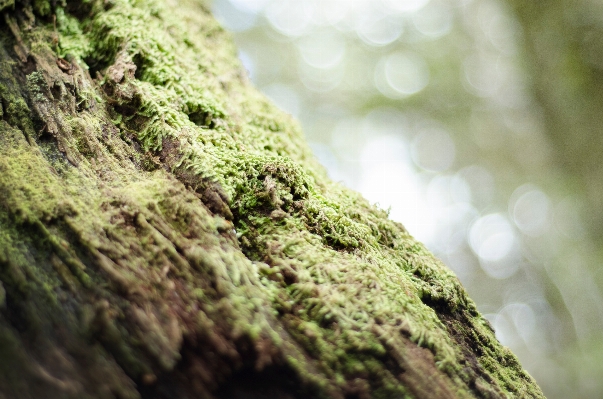 Tree nature forest grass Photo