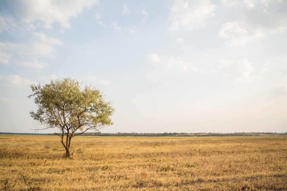 Paysage arbre nature herbe