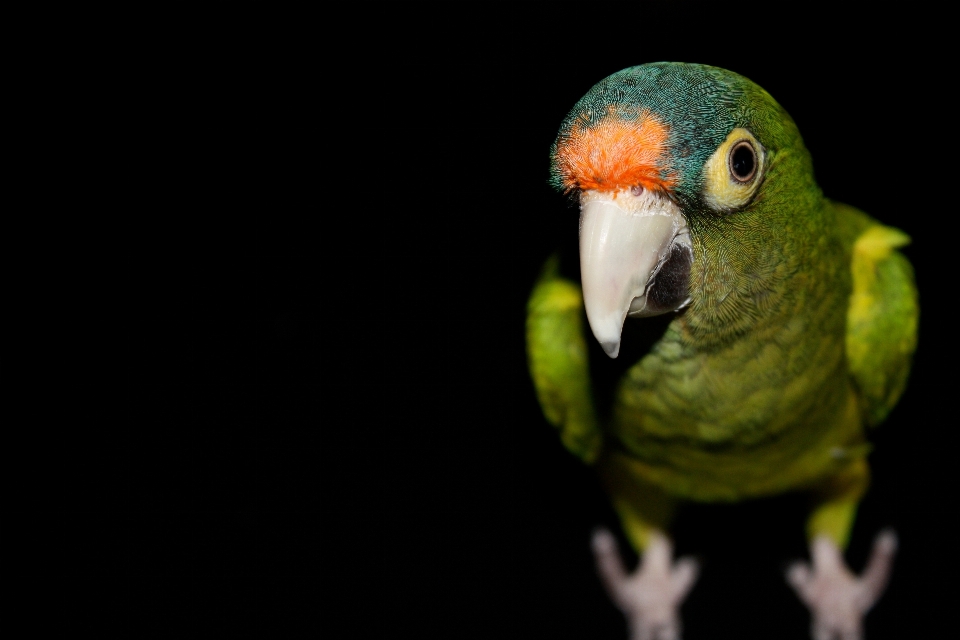 Oiseau animal vert le bec