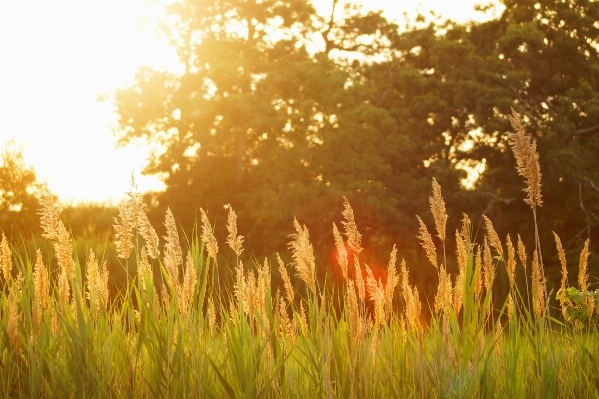 Tree grass plant sun Photo