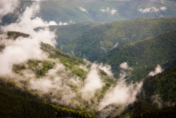 風景 自然 森 荒野
 写真