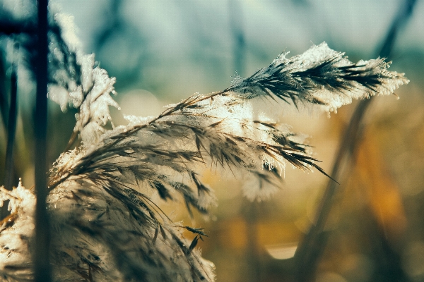 Baum natur gras zweig Foto