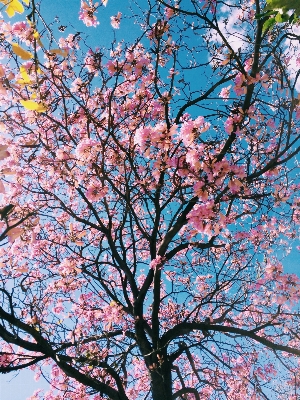 Foto Albero natura ramo fiore