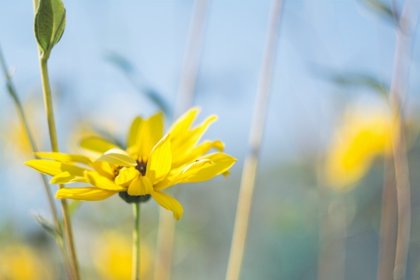 Nature blossom plant photography Photo