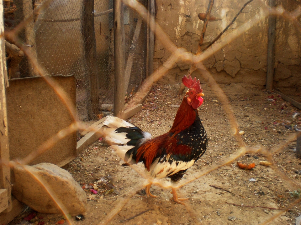 Burung pagar satwa kebun binatang