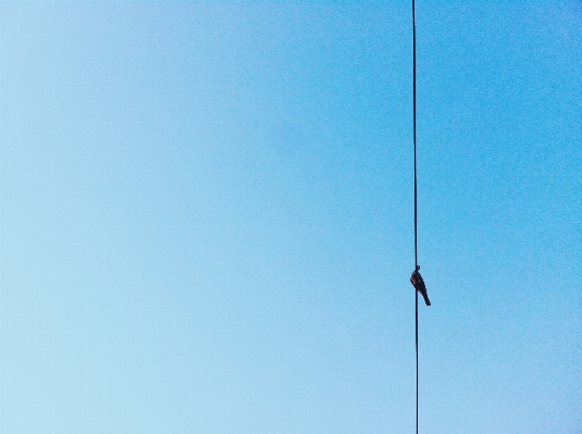 Foto Burung langit angin kabel