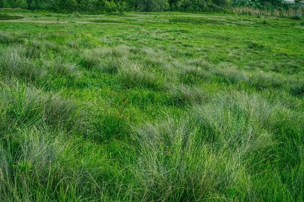 Grass marsh plant field Photo