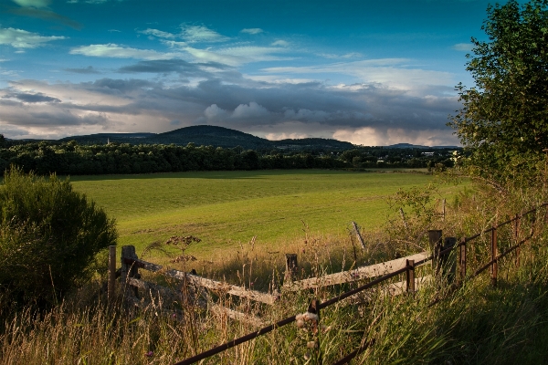 Landscape tree nature grass Photo