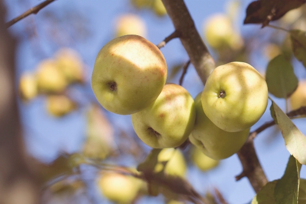 Apple tree branch blossom Photo