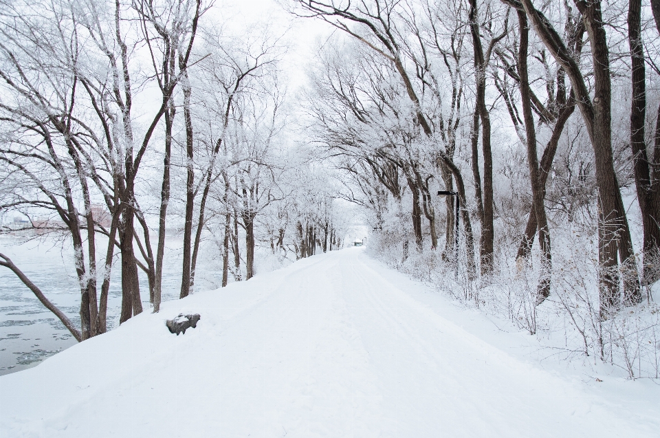 木 雪 冬 白