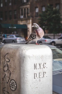 Foto Burung jalan perkotaan new york