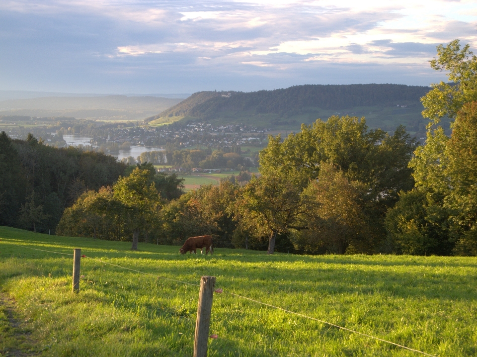 Paysage arbre nature herbe