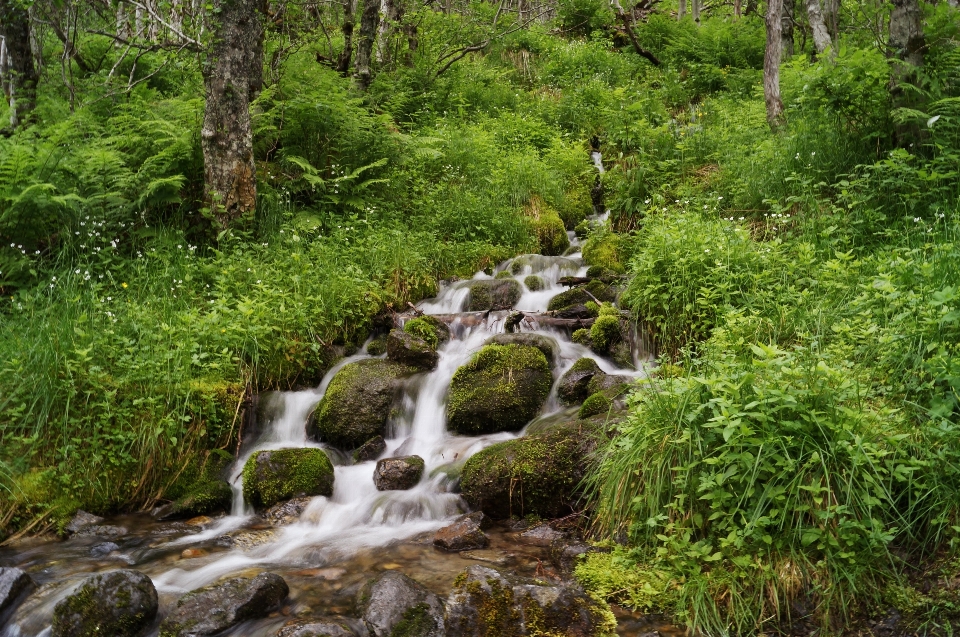 Forest waterfall wilderness river