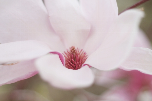 Nature blossom plant white Photo