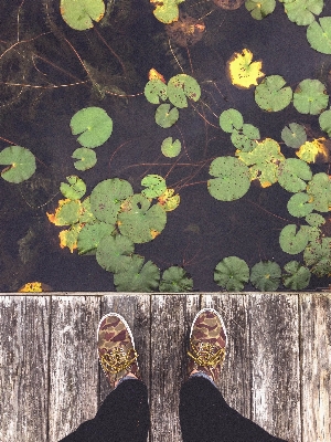 Tree nature branch shoe Photo