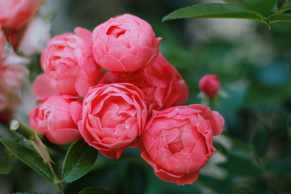 Plant flower petal rose Photo