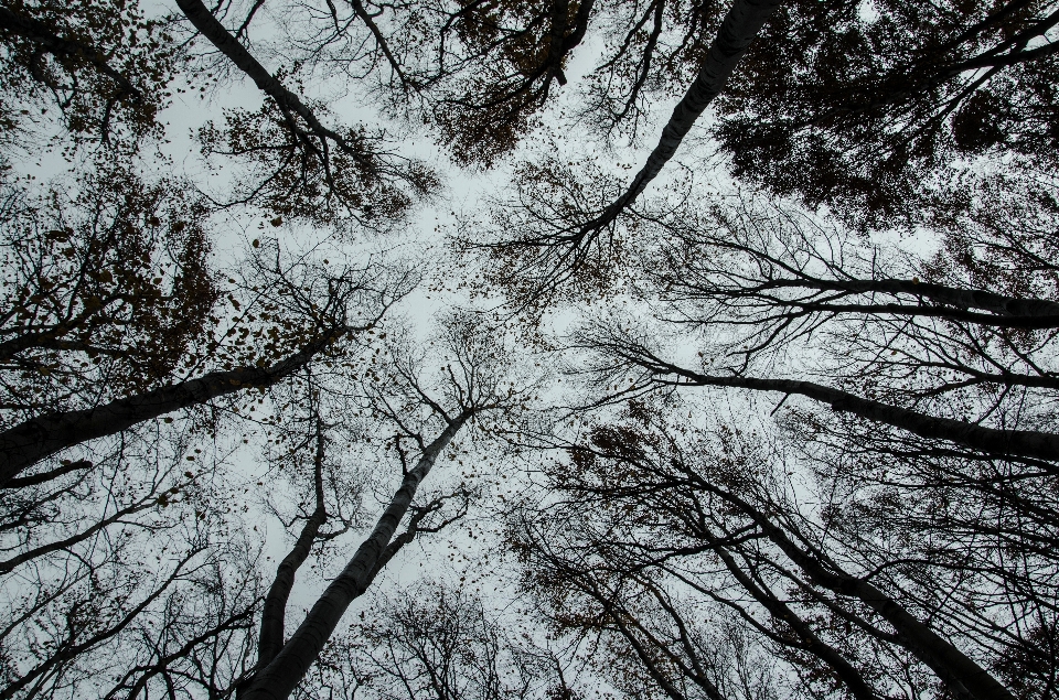 Tree nature forest branch