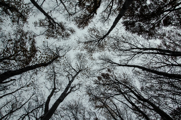 Tree nature forest branch Photo