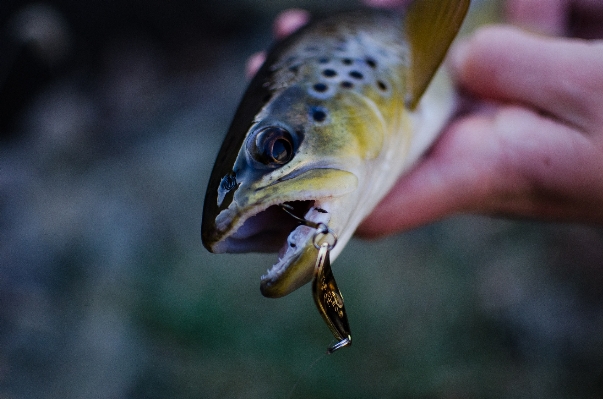 Fish marine biology fauna close up Photo