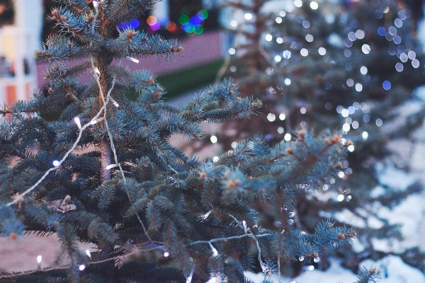 Photo Arbre bifurquer neige hiver