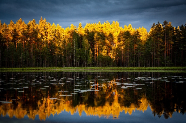 Landscape tree nature forest Photo