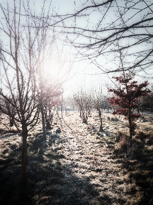 Landscape tree nature forest Photo