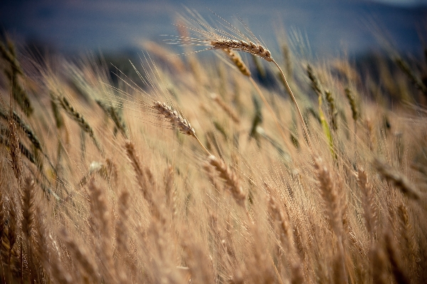 Nature grass plant field Photo