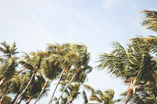 Tree grass plant sky Photo