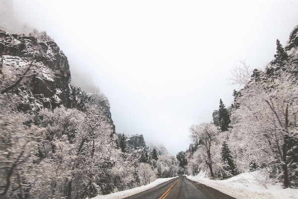 Tree forest mountain snow Photo