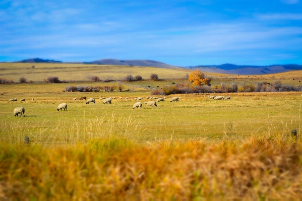 Landscape nature grass horizon Photo