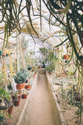 Plant flower window spring Photo