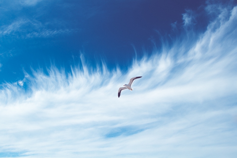 Mare natura uccello ala