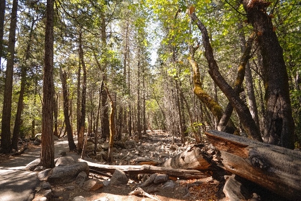 Tree nature forest path Photo