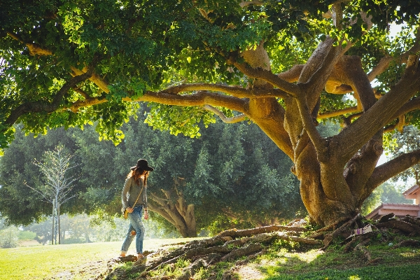 Tree nature forest person Photo