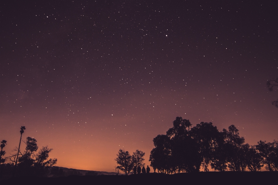 Tree silhouette sky night