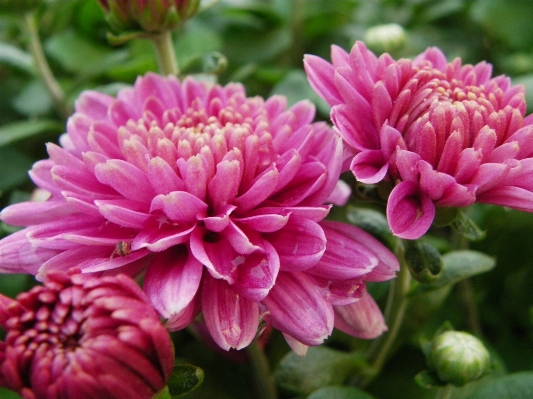 植物 花 花弁 フローラ 写真