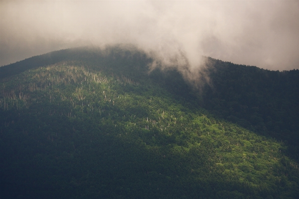 Foto Alam hutan gunung awan