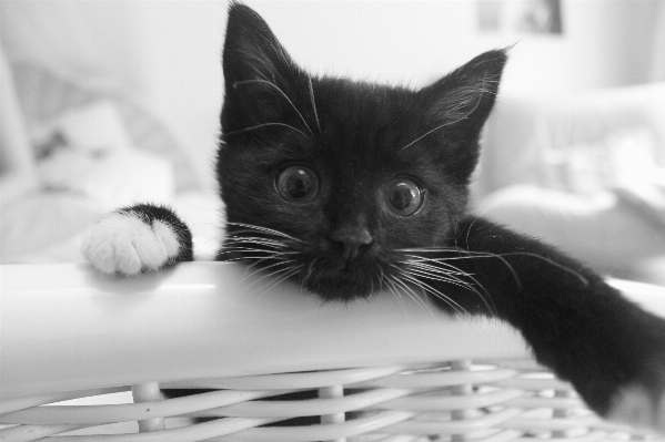 Photo Noir et blanc
 blanc chaton chat