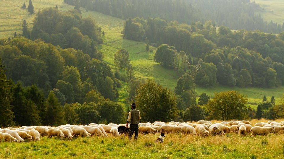 Landschaft berg feld wiese
