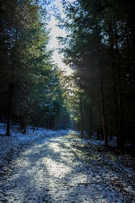 Tree nature forest branch Photo