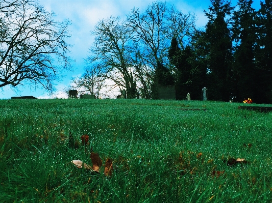 Tree nature forest grass Photo