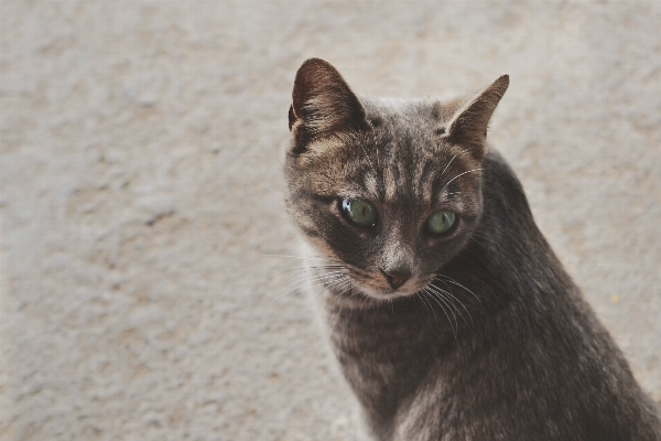 Photo Animal de compagnie chaton chat