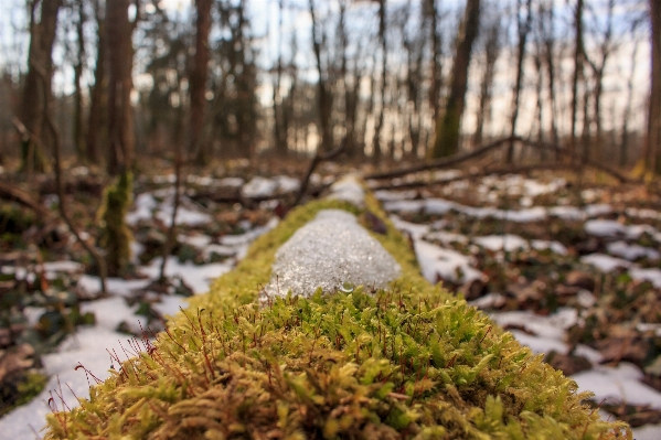 Tree nature forest grass Photo