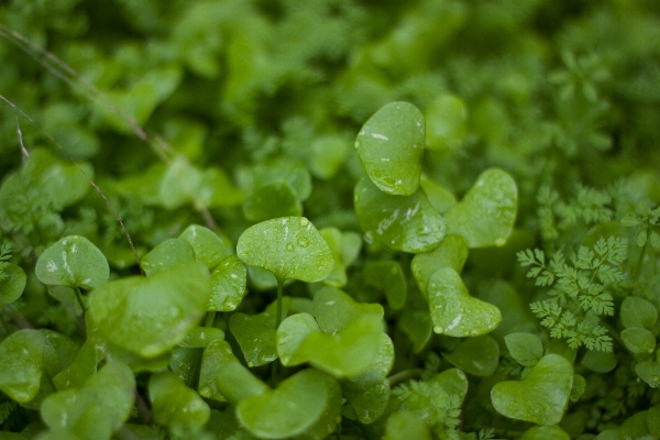 Plant leaf flower food Photo