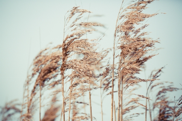 Tree grass branch winter Photo