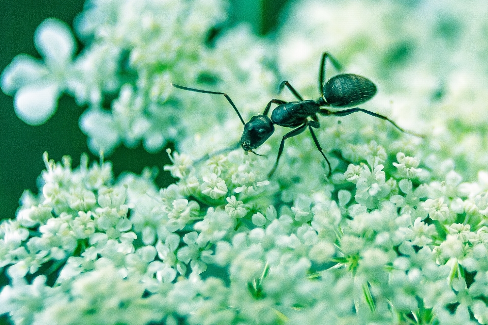 Natura ramo fiore fotografia