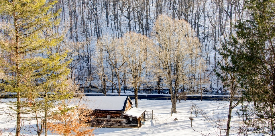 Baum wald zweig schnee