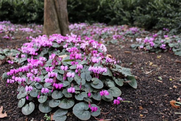 Plant flower botany garden Photo